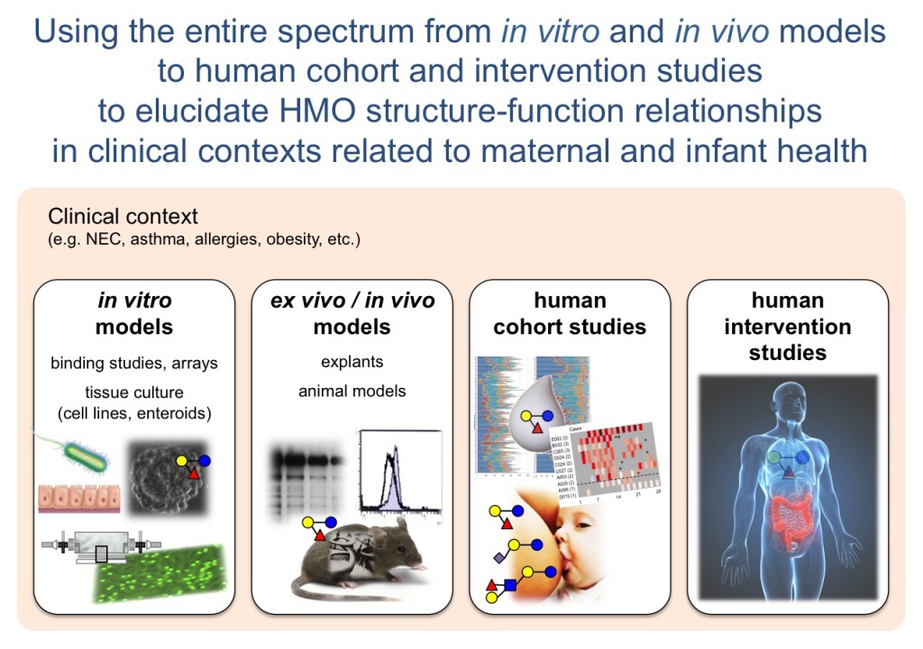 In Vitro vs In Vivo Preclinical Studies